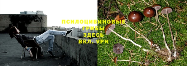 ПСИЛОЦИБИНОВЫЕ ГРИБЫ Волосово